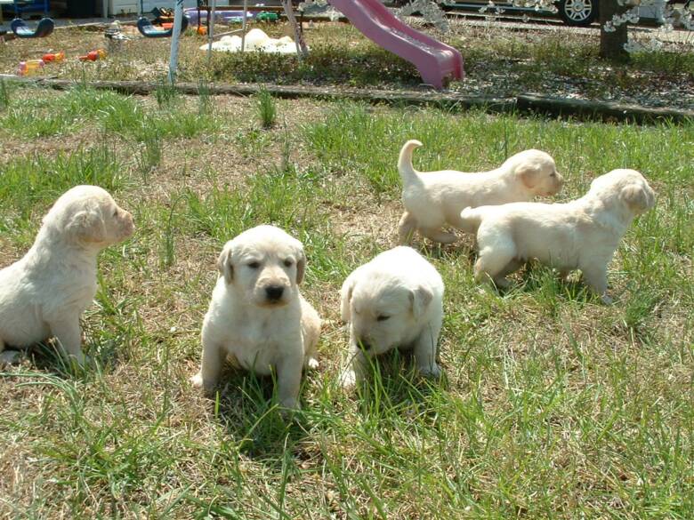 Labradoodles for sale, Labradoodles puppy breeder, Home raised labradoodles
